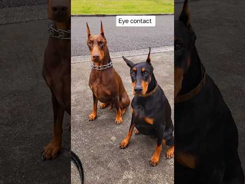 Simple command🤎 🖤#doberman #dog #shorts