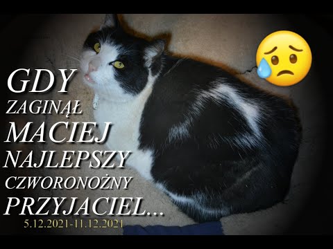 Gdy zaginął kot Maciej🐈Najlepszy czworonożny przyjaciel.🐾🐾🐾