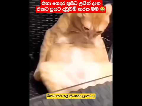 පොඩි කාලේම මනමාල කම 😂 #cat #funnycats #cutecat