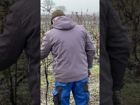 , title : 'The Art of Pruning Grapes - it’s Pruning time to have a great Grapes Harvest#foryou'
