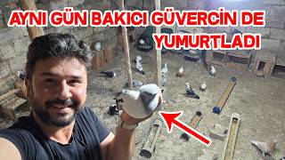 Çarşılı Güvercinlerden İlk Yumurta Haberi