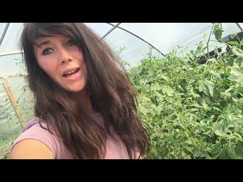 Full Garden Tour Week 8, Greenhouse, Straw Bale garden, raised bed gardens, No dig garden, | Vlog |
