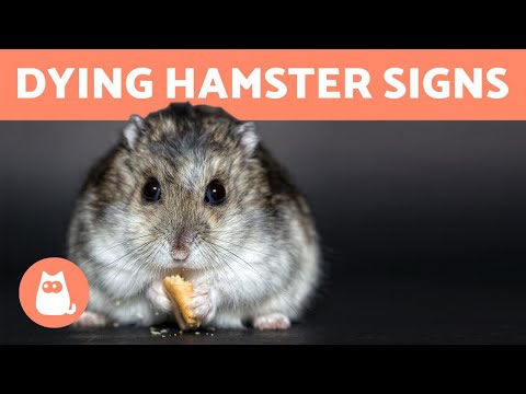 How to Know If Your HAMSTER is DYING 🐹 (5 Symptoms)