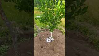 Download lagu Paling Praktis Pupuk Jeruk Teknik Tuggal! mp3