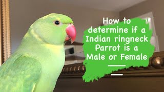 How to determine if a Indian ringneck parrot is a male or female gender