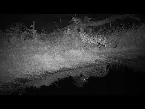 Djuma: Leopard-Hosana male: doesn't hang around with Hippo in pan - 02:18 - 06/29/19