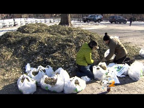 download lagu mp3 mp4 Nyc Christmas Tree Disposal, download lagu Nyc Christmas Tree Disposal gratis, unduh video klip Nyc Christmas Tree Disposal