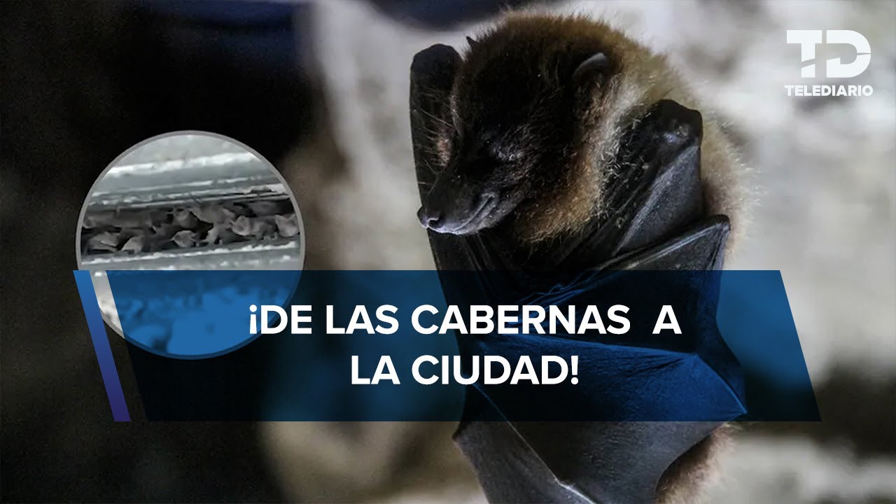 UNAM vela por protección de comunidad de murciélagos; habitan un edificio desde hace 40 años