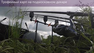 Ловля карпа и сазана в подмосковье