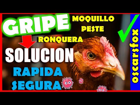 , title : 'GRIPE en GALLINAS y Pollos SOLUCION 🔰💊remedios en casa PESTE Y MOQUILLO ✅✅✅'