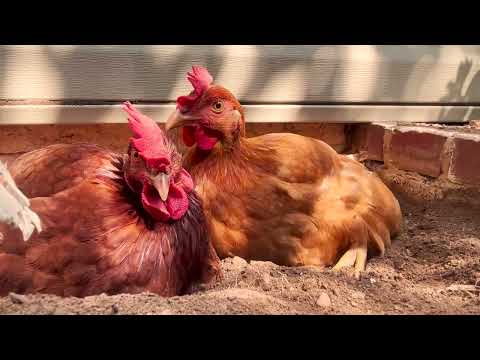 3 cool chicks unwind in the flower bed and enjoy a dirt bath