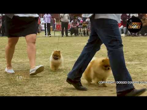 Patiala Dog Show | Toy Pomeranian Championship Ring | Judge: Muneer Bin Jung #toypom #pomeranian