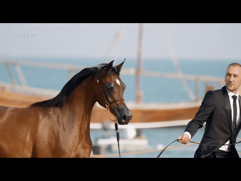 ⚜️ AL NASSER STUD ⚜️⁣ Achievements, 2022 KIAHF