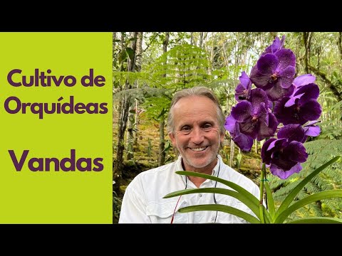 Growing Vanda Orchids - Tips and Practical Advice