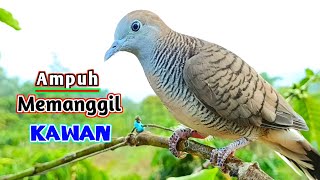 Download lagu Masteran Suara Burung Perkutut Pikat Juara Untuk Pancingan Dan Memikat Pasti Nyaut mp3