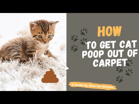 How To Get Cat Poop Out Of Carpet?
