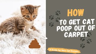 How To Get Cat Poop Out Of Carpet?