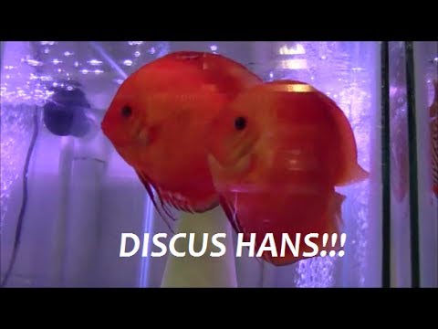 DISCUS HANS INTERVIEW PART 2 ARE DISCUS HARD TO KEEP?
