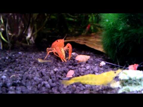 Yellow Fire Baby mit CPO Mandarin Zwergkrebs / Orange Dwarf Crayfish with Baby Shrimp