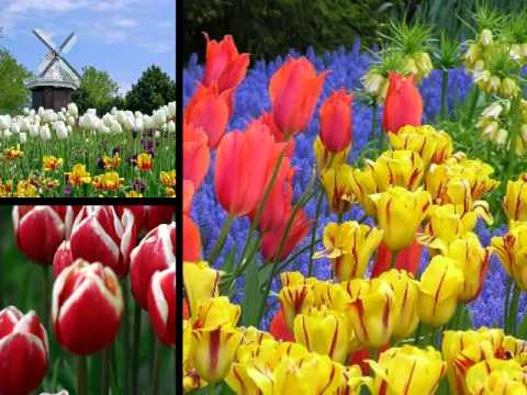 Cover Versions Of Tiptoe Through The Tulips With Me By Chet Atkins