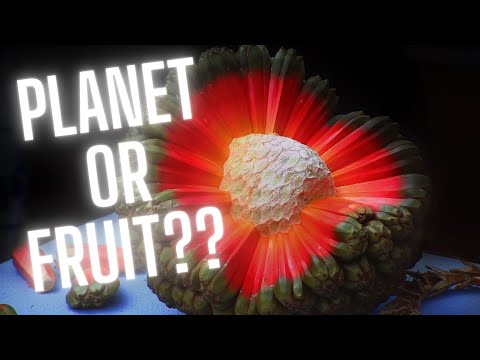 Unveiling The Mystery Of Hala Fruit: What You Need To Know!