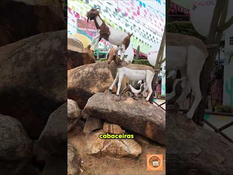 Conheça Cabaceiras: A "Roliúde Nordestina" e a Festa do Bode Rei! 🐐🎬