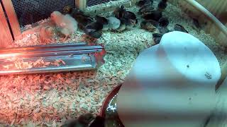 🐔 County Line Feed and Supply: LIVE from the Chicken Coop! 🐣