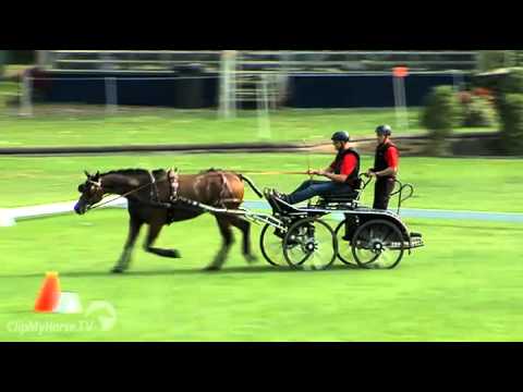Bundeschampion 2014 - Sechs- und Siebenjährige Fahrpferde: Lucky Lutz von Locksley III