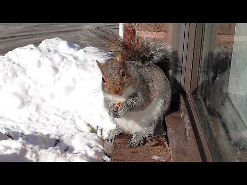 This special needs squirrel is an inspiration