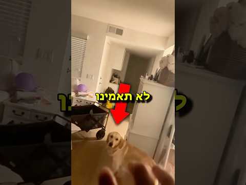 הכלב הכי חכם בעולם ?!?!