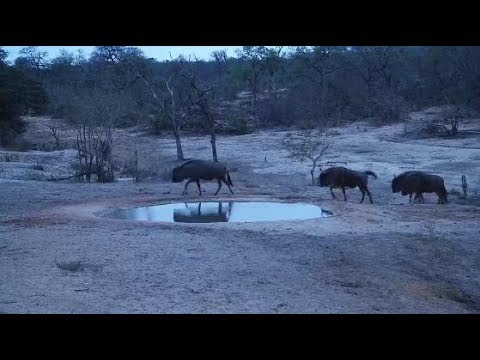 Djuma: Wildebeest herd - 18:34 - 11/18/19