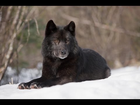 Восхождение чёрного волка