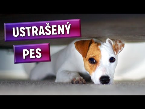 Jak zbavit psa STRACHU? Zvednout SEBEVĚDOMÍ!