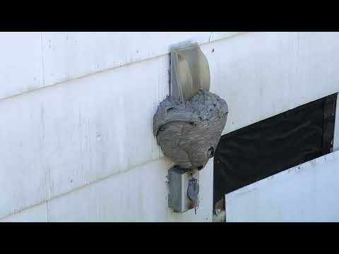 Found a Large Hornets Nest on an Exterior Outlet in Howell, NJ