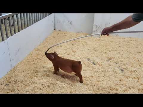 19-3 blue dream x unforgettable