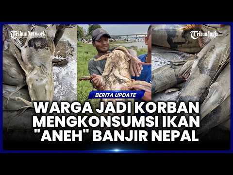 IKAN ANEH BANJIR NEPAL MEMAKAN KORBAN, WARGA INDIA YANG KONSUMSI JATUH SAKIT