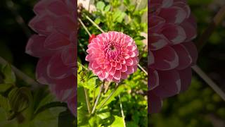 Download lagu Beautiful Dahlia πΈ #dahlias #garden #gardening mp3 Download lagu Beautiful Dahlia πΈ #dahlias #garden #gardening mp3