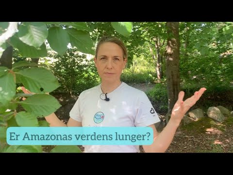 Er regnskoven i Amazonas verdens lunger?