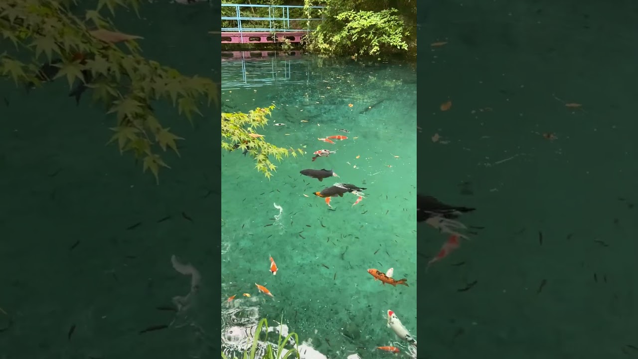 高知の夏は日本1。