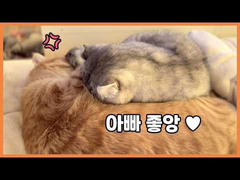 아빠 껌딱지 딸 때문에 너무 피곤한 고양이 베니