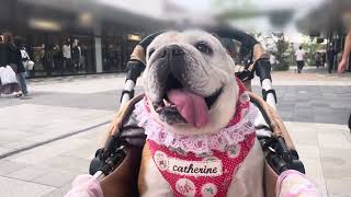 久しぶりのゆっくり外出🐶#ブルドッグ #犬のいる暮らし #癒し 
