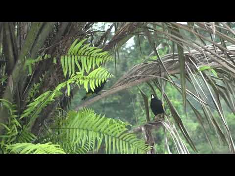 Geelstuitbuidelspreeuw - Yellow-rumped cacique - Suriname - Part 2