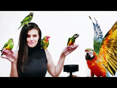 Meet ALL My Parrots (🐤 I HAVE 12 BIRDS )  With Vinny Subtitles Video