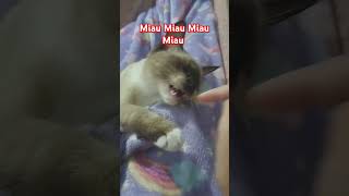 Miau Miau Miau Miau com a Fofinha