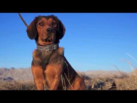 Berufsjäger Otto Nimmerfroh - Klub Dachsbracke