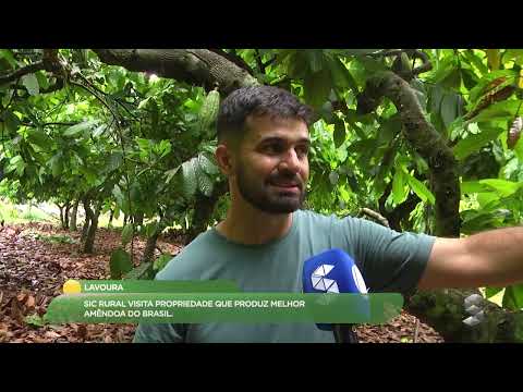 Vencedor do melhor cacau do Brasil é de Nova União, Rondônia