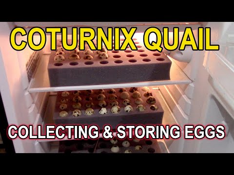 COTURNIX HATCHING EGGS - Collecting & Storage