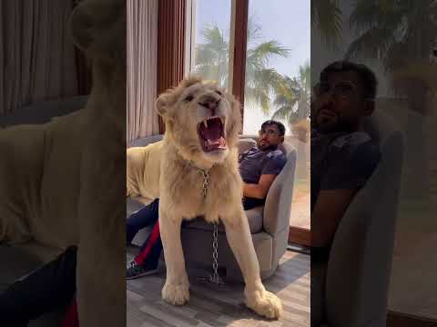 Un leon como mascota
