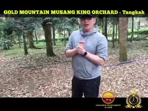 Welcome Tunku Visited To Gold Mountain Musang King Orchard - Part 1