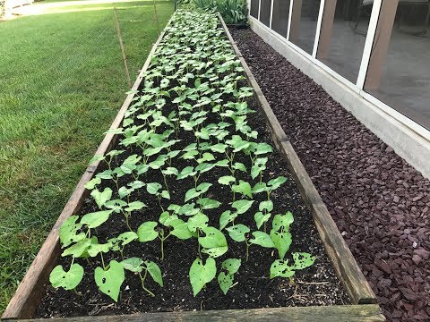 Growing Green Beans in a Raised Bed
